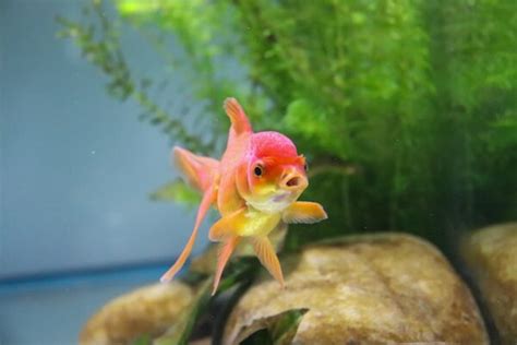 水族箱可以養什麼|適合新手養魚品種 : 6種入門淡水魚